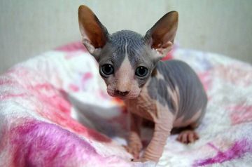 スフィンクス【埼玉県・男の子・2017年5月15日・ブルー&ホワイト】の写真「両親ＴＩＣＡチャンピオン」