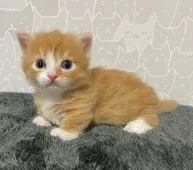 マンチカン(短足)【埼玉県・男の子・2021年4月4日・レッドタビー&ホワイト】の写真1