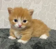 マンチカン(短足)【埼玉県・男の子・2021年4月4日・レッドタビー&ホワイト】の写真2