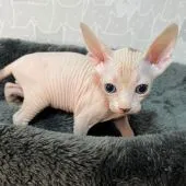 スフィンクス【埼玉県・男の子・2021年12月1日・ブラック&ホワイト(ハイグレード)】の写真2