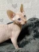 スフィンクス【埼玉県・男の子・2022年3月1日・クリームミンク】の写真2