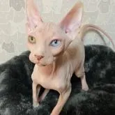 スフィンクス【埼玉県・男の子・2022年2月3日・ホワイト】の写真3