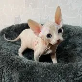 スフィンクス【埼玉県・男の子・2021年12月1日・ブラック&ホワイト(ハイグレード)】の写真3