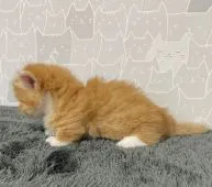 マンチカン(短足)【埼玉県・男の子・2021年4月4日・レッドタビー&ホワイト】の写真3