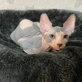 スフィンクス【埼玉県・男の子・2022年7月6日・ブラック&ホワイト】の写真3