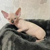 スフィンクス【埼玉県・女の子・2022年5月5日・シールポイント】の写真4