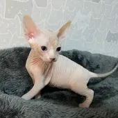 スフィンクス【埼玉県・男の子・2021年12月1日・ブラック&ホワイト(ハイグレード)】の写真4