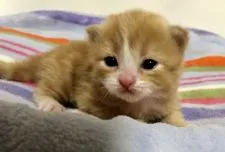 マンチカン(長足)【埼玉県・男の子・2019年2月27日・レッドタビー&ホワイト】の写真4