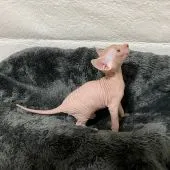 スフィンクス【埼玉県・男の子・2020年10月22日・レッドタビー】の写真5