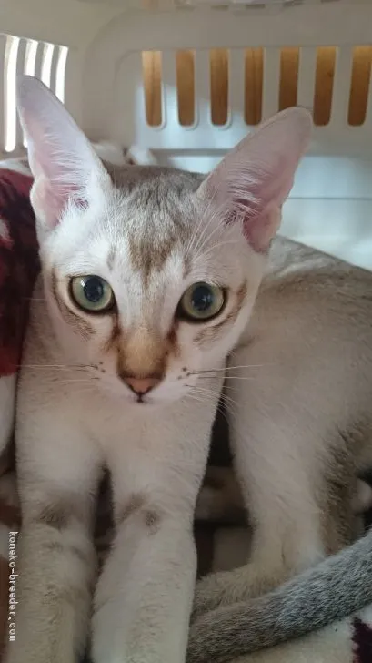 ID:1905-01294の子猫