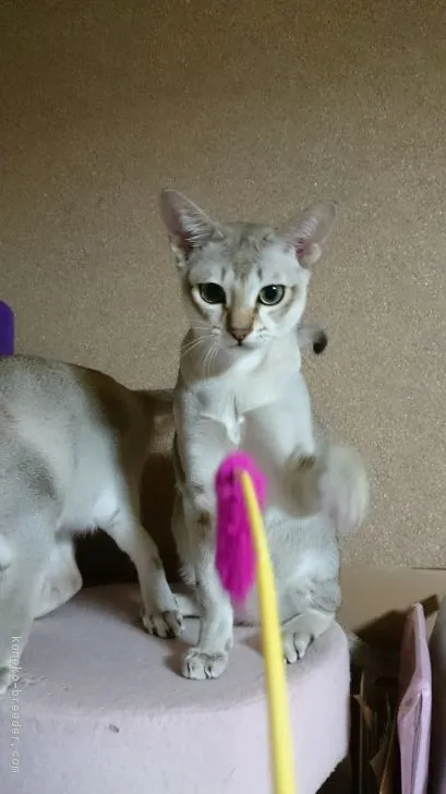 マシュー 様のお迎えした子猫
