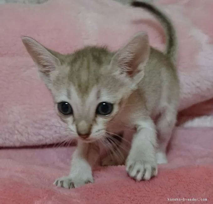 ID:1611-00740の子猫