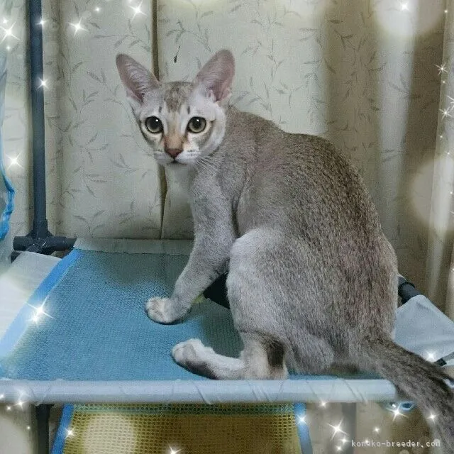 ID：1611-00677の子猫