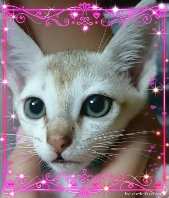 ID:1811-00719の子猫