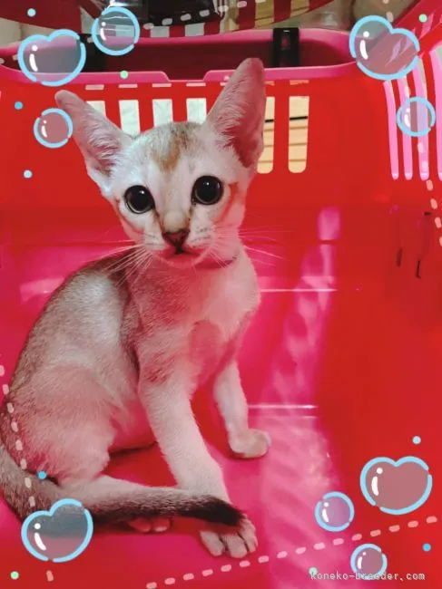 ID：2107-00361の子猫