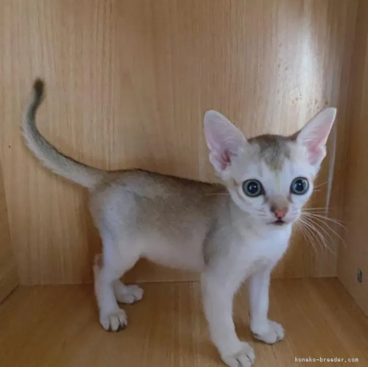 ID:2302-00982の子猫