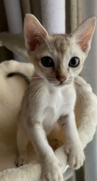 シンガプーラ【広島県・男の子・2020年8月11日・セピアアグーティ】の写真「好奇心旺盛でムチムチボディーの可愛い男の子❤️」