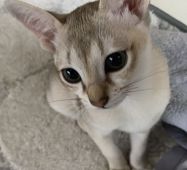 小さな猫が飼いたい おすすめの小型猫8種 みんなのペットライフ