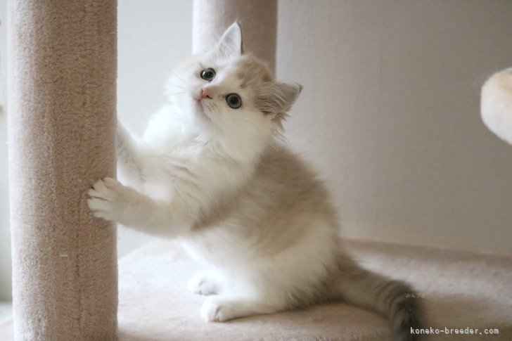河内志帆ブリーダーのブログ：子猫ちゃんのお写真を更新しました