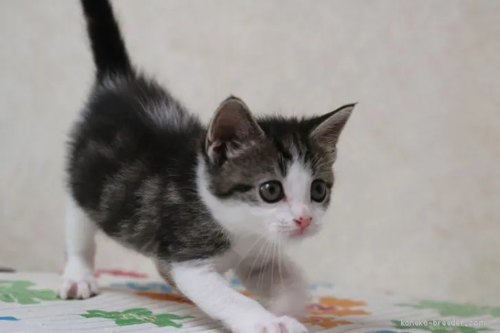 ID:1908-00642の子猫