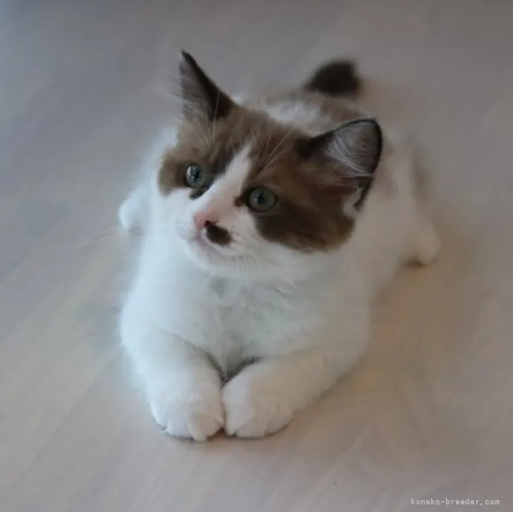 ID：2305-00482の子猫