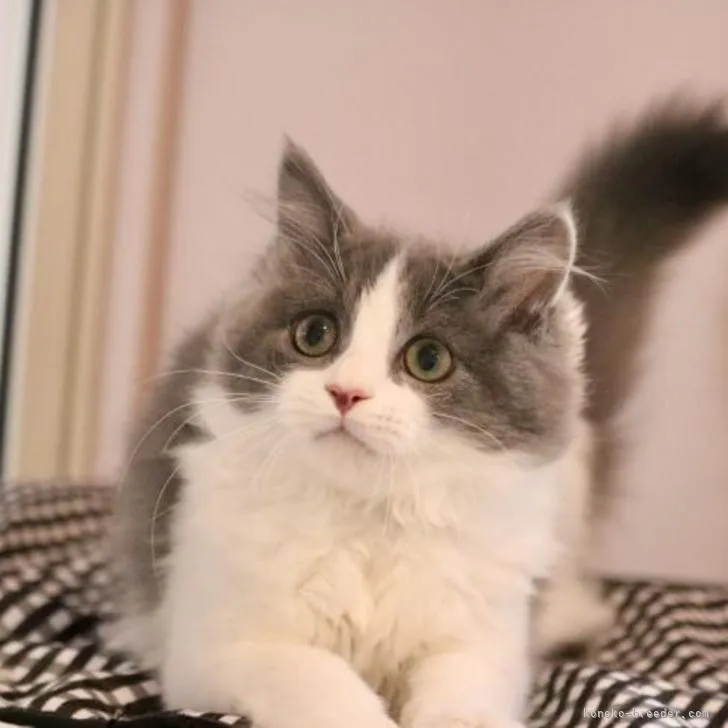 ID:2211-00681の子猫
