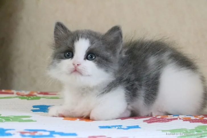 ID：2108-00322の子猫