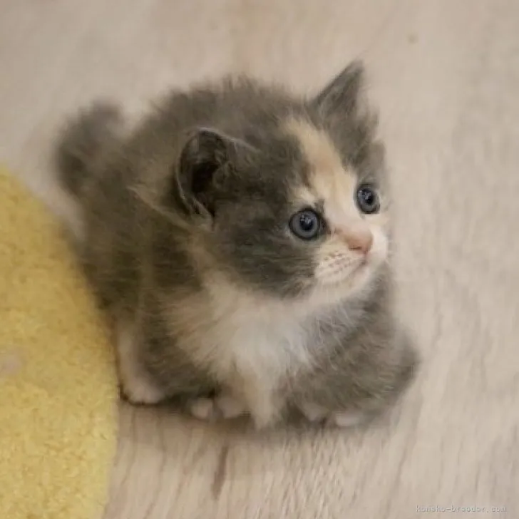 ID：2303-01535の子猫