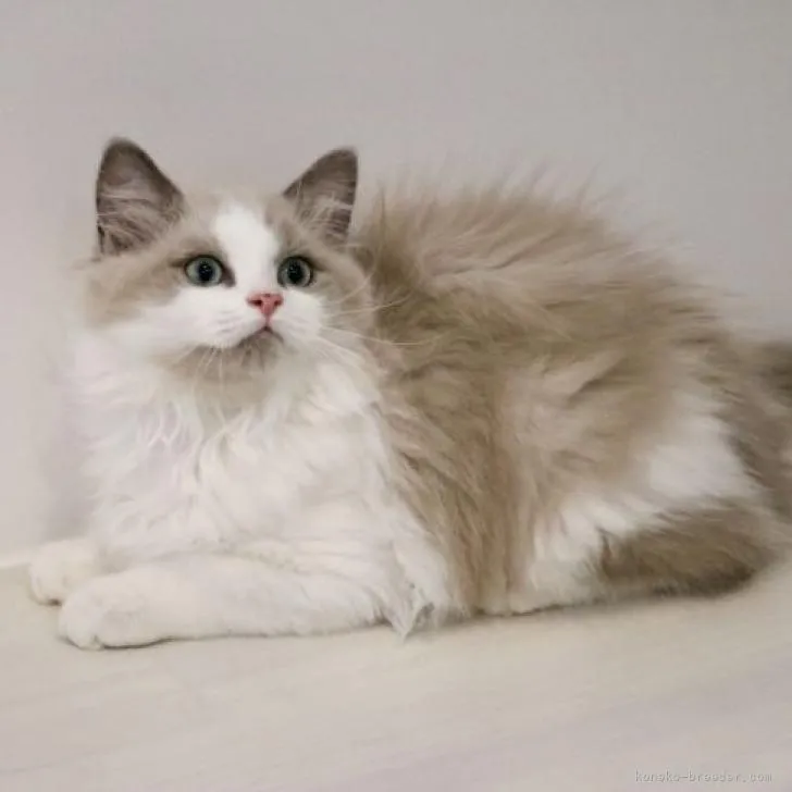 ID:2209-02812の子猫