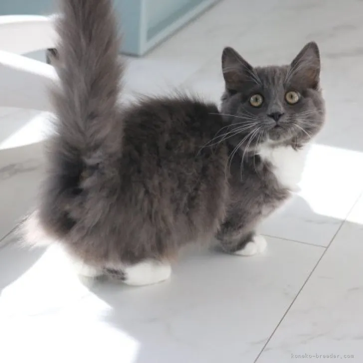 ID:2310-00042の子猫