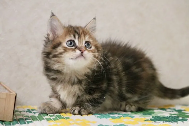 ID：2202-01747の子猫