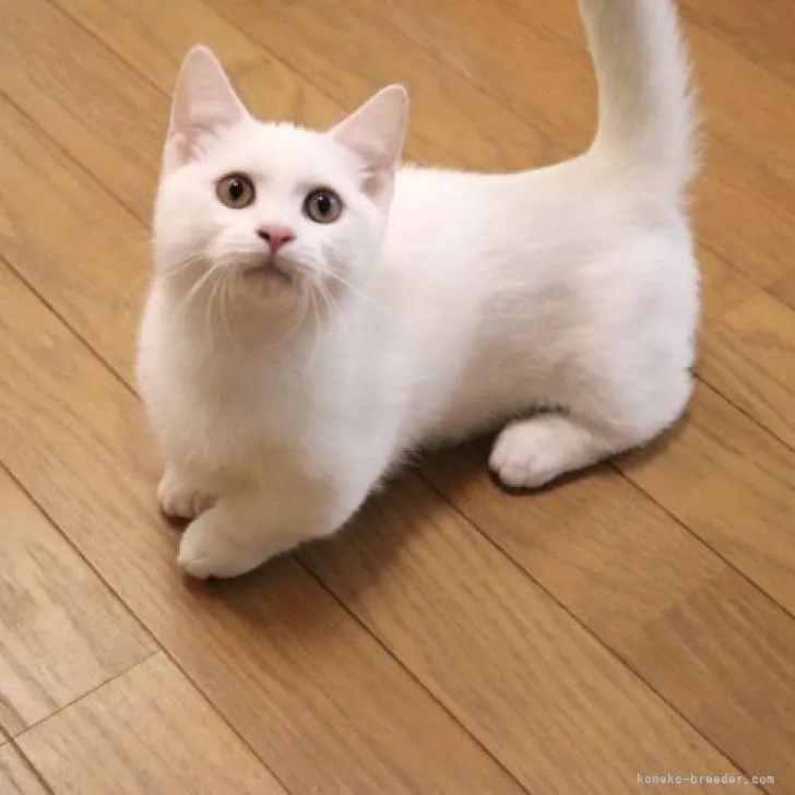 ID：2205-01877の子猫