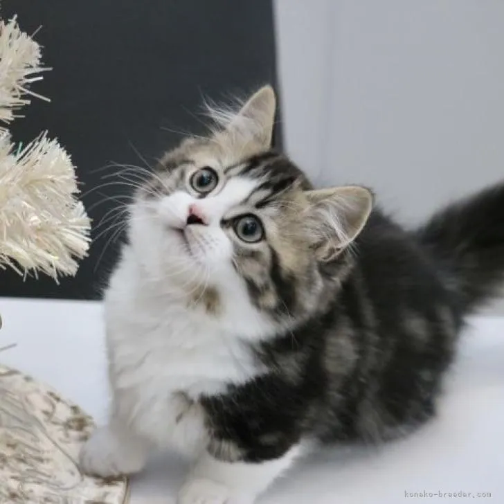 ID:2211-00679の子猫