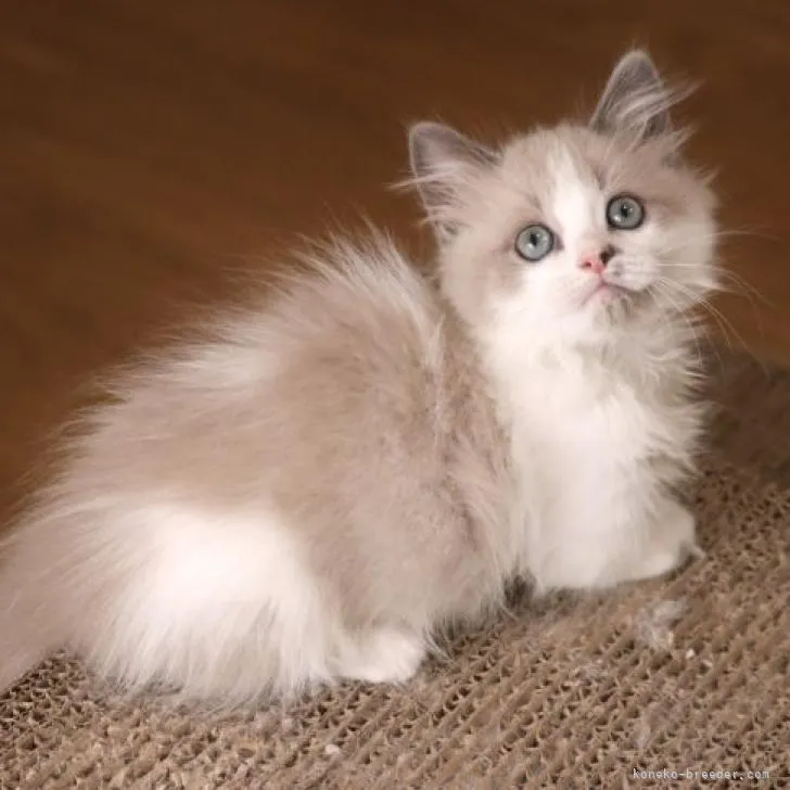 ID：2210-00236の子猫