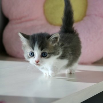 マンチカン(短足)【福井県・男の子・2023年11月25日・ブルー&ホワイト（ロングヘアー）】の写真「良いお顔立ちの子です」