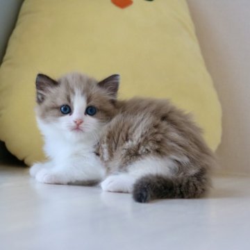 マンチカン(長足)【福井県・女の子・2024年5月19日・チョコレート&ホワイト（ロングヘアー）】の写真「良血統。マンチカンでは希少な毛色です」