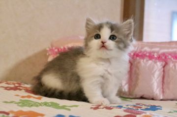 マンチカン(短足)【福井県・女の子・2021年7月7日・ブルータビー&ホワイト（長毛）】の写真「お顔立ちの良いかわいい女の子です」