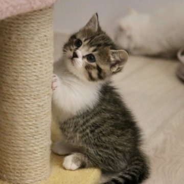 マンチカン(短足)【福井県・男の子・2023年2月9日・ブラウンマッカレルタビー&ホワイト（ショートヘア）】の写真「良血統。マイペースさんな印象です」