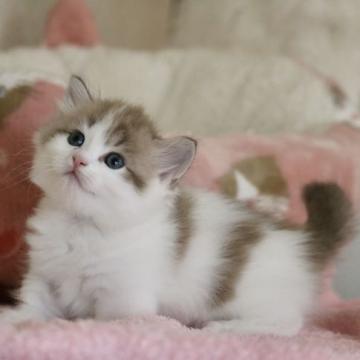 マンチカン(短足)【福井県・男の子・2022年7月25日・チョコレートマッカレルタビー&ホワイト（長毛）】の写真「良血統。【希少な毛色】綺麗なお顔です」