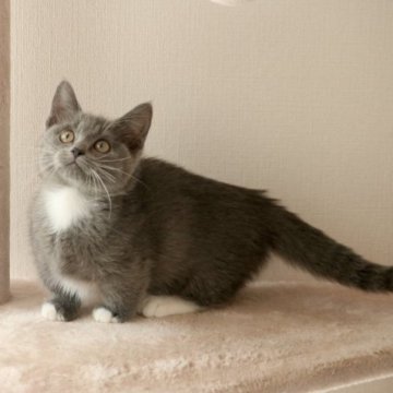 マンチカン(短足)【福井県・女の子・2023年7月2日・ブルー&ホワイト（ショートヘアー）】の写真「良血統のおちゃめな女の子です　9/13写真更新」