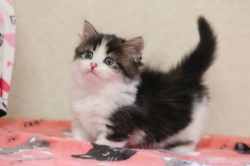 マンチカン(短足)【福井県・女の子・2020年4月6日・ブラウンクラシックタビー&ホワイト（長毛）】の写真「とてもきれいな子です」