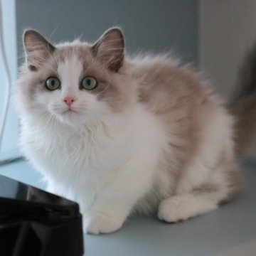 マンチカン(長足)【福井県・男の子・2023年2月28日・ライラックポイント&ホワイト（ロングヘア）】の写真「良血統。とても綺麗な男の子です。5/30写真更新」