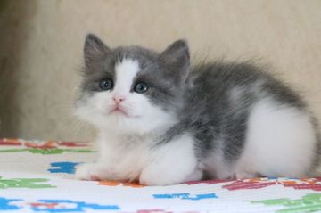 マンチカン(長足)【福井県・女の子・2021年7月7日・ブルー&ホワイト（長毛）】の写真「遊び好きで陽気な女の子です」