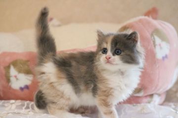 マンチカン(長足)【福井県・女の子・2021年7月11日・ダイリュートキャリコ】の写真「きれいな三毛ちゃん」