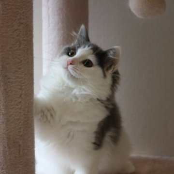 マンチカン(長足)【福井県・女の子・2023年3月16日・ブルー&ホワイト（ロングヘアー）】の写真「良血統。穏やかな女の子７/6動画を更新」