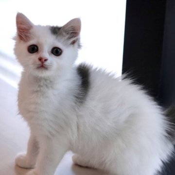 マンチカン(長足)【福井県・男の子・2023年4月13日・ブルー&ホワイト（ロングヘアー）】の写真「マイペースさん　6/15ブログに動画をアップしまし」