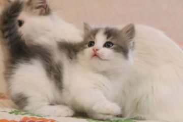 マンチカン(短足)【福井県・女の子・2021年7月7日・ブルータビー&ホワイト（長毛）】の写真「きれいなお顔立ちの女の子です」