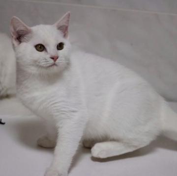 マンチカン(長足)【福井県・男の子・2022年6月26日・ホワイト（短毛）】の写真「明るい性格になりそうな真っ白さんです？」