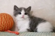 マンチカン(長足)【福井県・女の子・2022年2月15日・ブルー&ホワイト】の写真1「4/6撮影　女の子らしい綺麗なお顔立ちです」