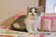 マンチカン(短足)【福井県・女の子・2021年7月7日・ブルータビー&ホワイト】の写真1